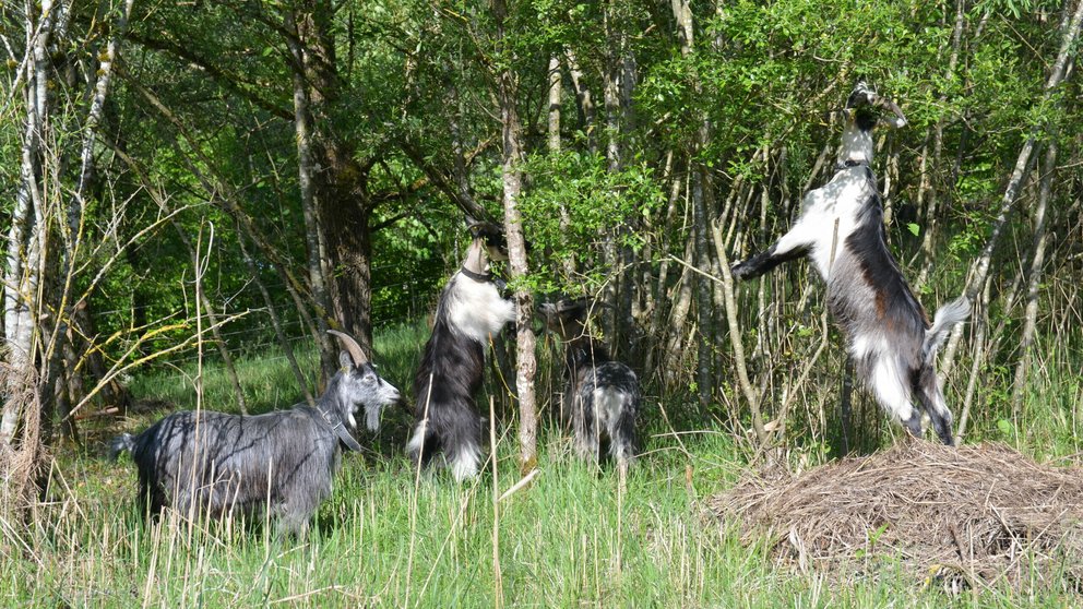Waldweide mit Ziegen