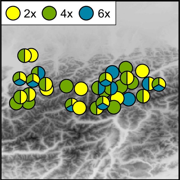 Multiple ploidy levels co-occur at the same localities in the Eastern Alps