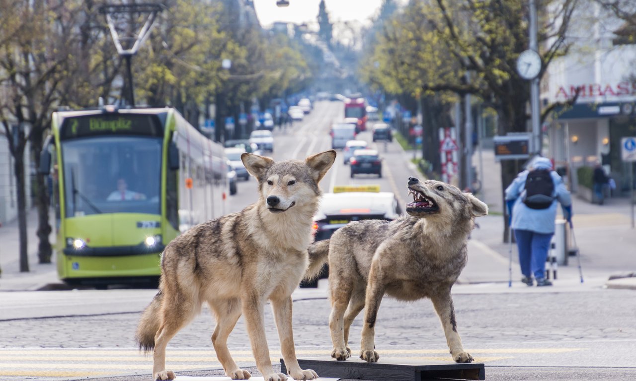 Wolf