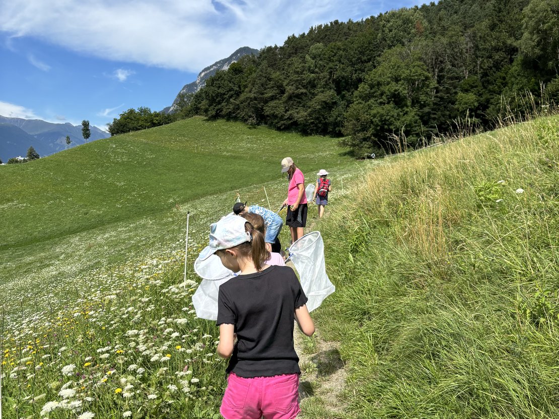 Viel-Falter, die bunte Welt der Schmetterlinge