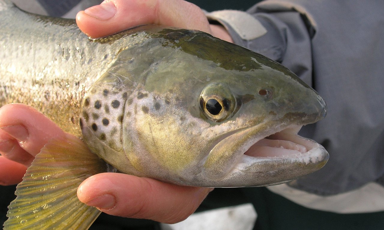 Wissenschaftler*innen der Eurac Research und Uni Innsbruck untersuchten verschiedene Einflussfaktoren auf den heimischen Fischbestand in Nord-, Ost- und Südtirol. Im Bild eine Seeforelle.