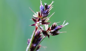 Foto von einer blühenden Feldhainsimse