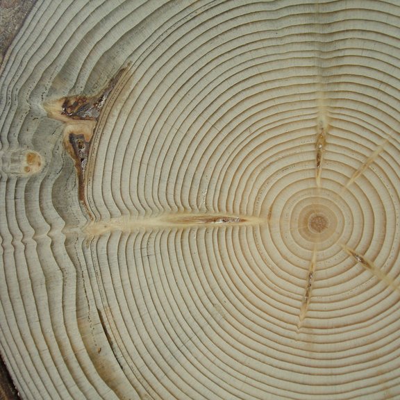 Stem cross section of Norway spruce showing characteristics growth rings and response to wounding
