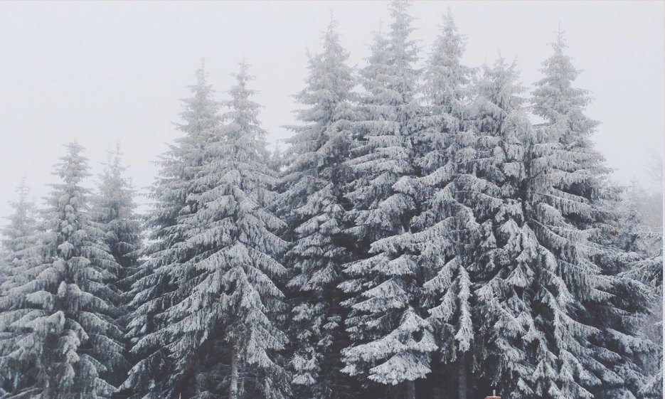 A winter landscape photo: a group of tress are covered by snow.