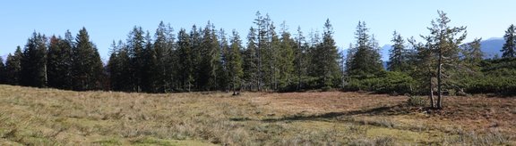 Open clearing with showing Peat land and forest