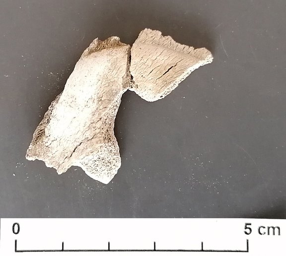 Pferdchen 2, Hals
