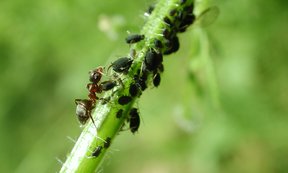 Patrick Krapf und seine Kolleginnen versuchen im Myrmecological News Blog die faszinierenden Aspekte der Ameisenforschung zu vermitteln.