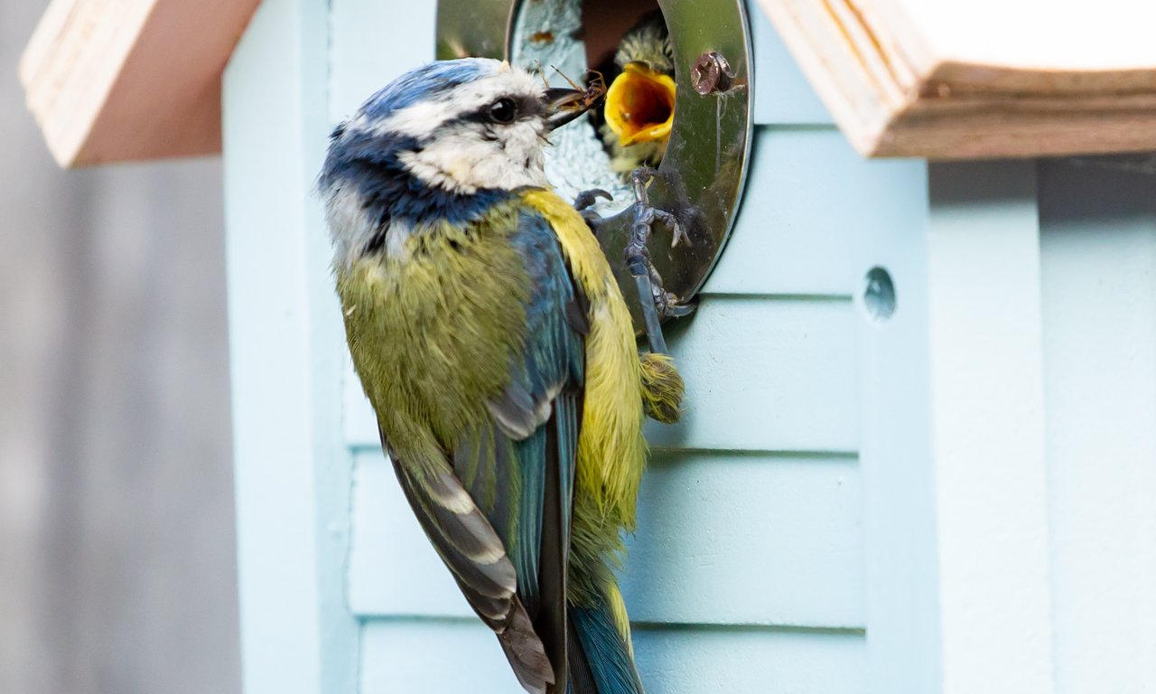 Meise die am Eingang eines hellblauen Nistkastens sitzt und einen aus dem runden Loch herausschauenden Nestling füttert.
