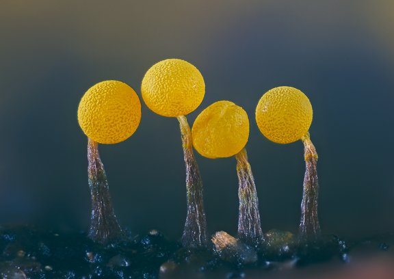 Gelbe Kugelschwämme, die auf dem Waldboden wachsen