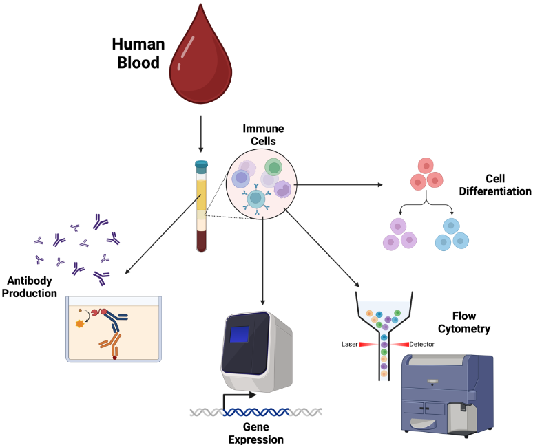 Abbildung: Immunologische Methoden