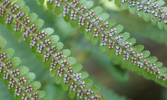 Unterseite eines Farnwedels mit Sporenhäufchen