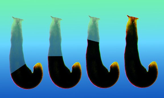 Die einheimische Planarie Crenobia alpina