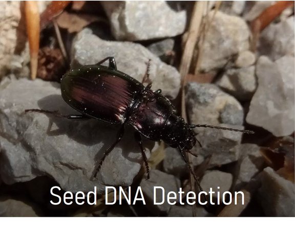 Project_seed_DNA_detection