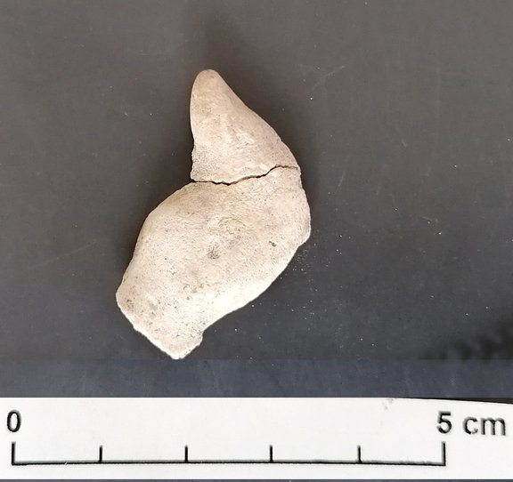 Pferchen 2, Kopf mit Ohr
