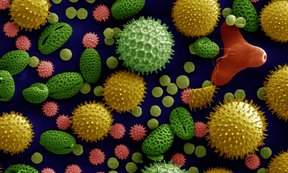 Pollen verschiedener Pflanzen unter dem Mikroskop: Sonnenblume (Helianthus annuus), Purpur-Prunkwinde Ipomoea purpurea, Stockrose (Sildalcea malviflora), Lilie (Lilium auratum), Primrose (Oenothera fruticosa) und Wunderbaum (Ricinus communis).