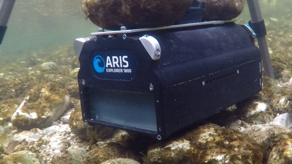 Aufnahme mit dem bildgebenden Echolot ARIS in der Koppentraun