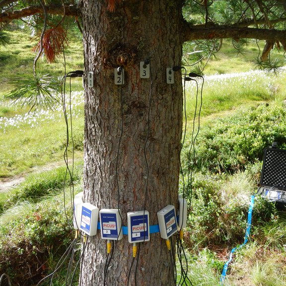 Stammtomographiemessung an Baum/Stem tomography measurement on tree