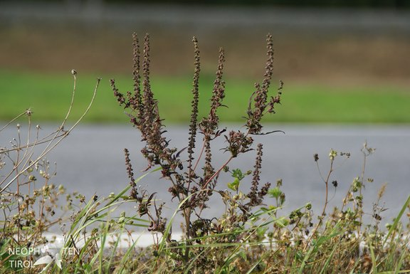 Ambrosia artemisiifolia, fruchtende Pflanze