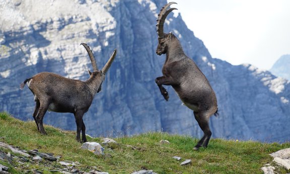 Two playing ibexes with mountains in the background.