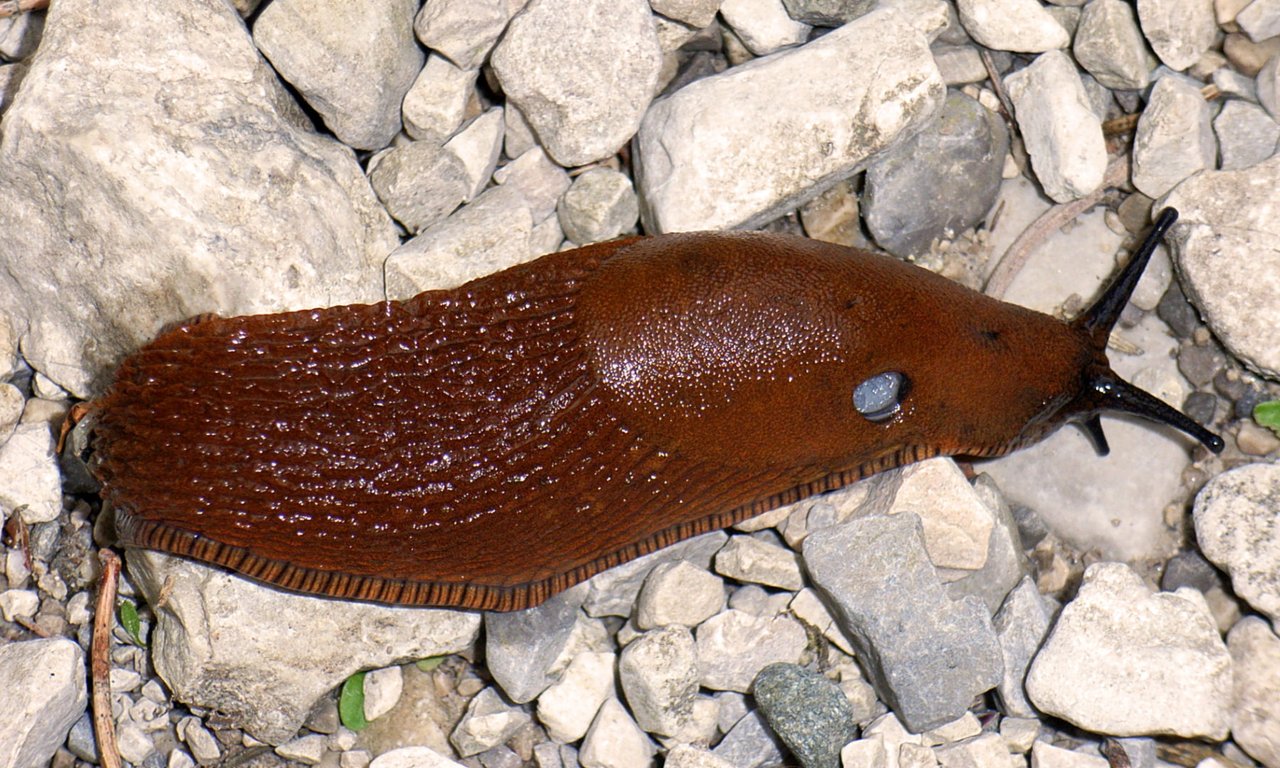Spanische Wegschnecke
