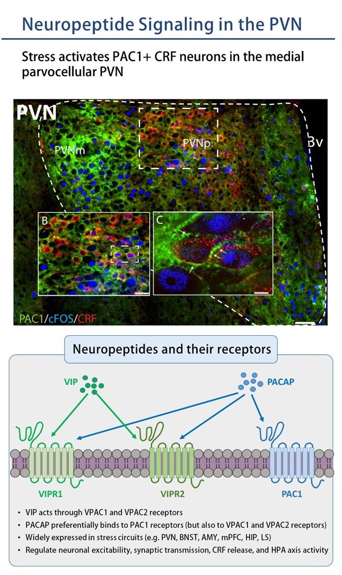 Grafik Neuropeptide Signaling in the PVN