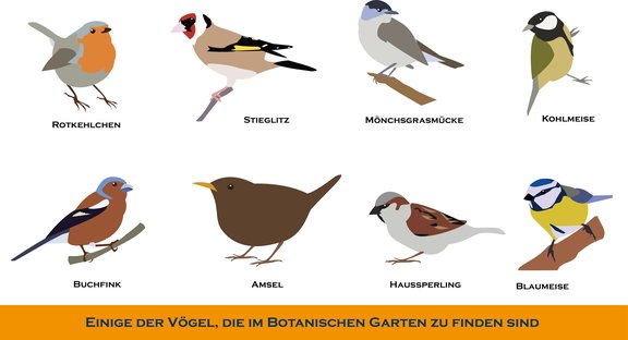 Zeichnungen von acht verschiedenen Vögeln, die im Botanischen Garten zu finden sind.