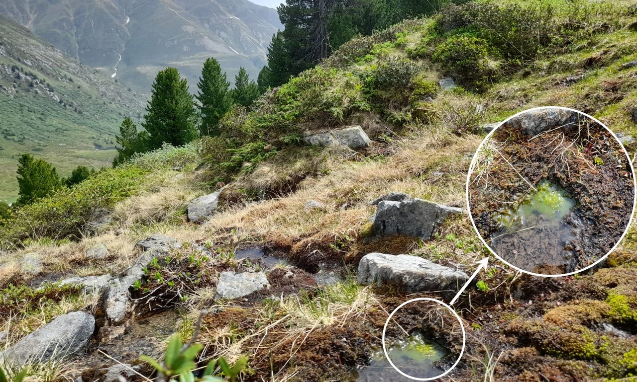 Die Grünalgen-Gattung Spirogyra in ihrem natürlichen Habitat.