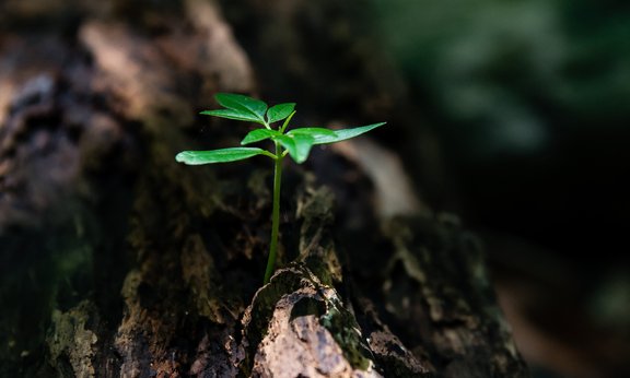 Aus einem Baumstamm wächst eine Pflanze