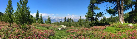 Blick vom Patscherkofel über blühende Alpenrosen