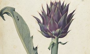 Abbildung aus ULBT_Cod96_14r