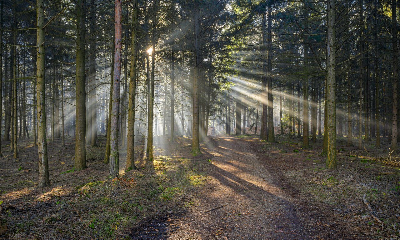 Blick auf ein dichtes Waldstück durch das Sonnenstrahlen hindurchscheinen.