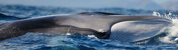 Finnwal bei den Azoren