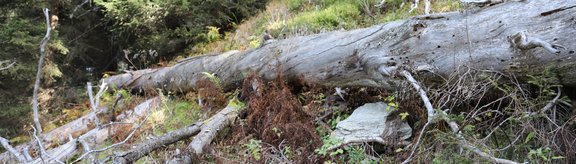 Deadwood can also act as a barrier against rockfall