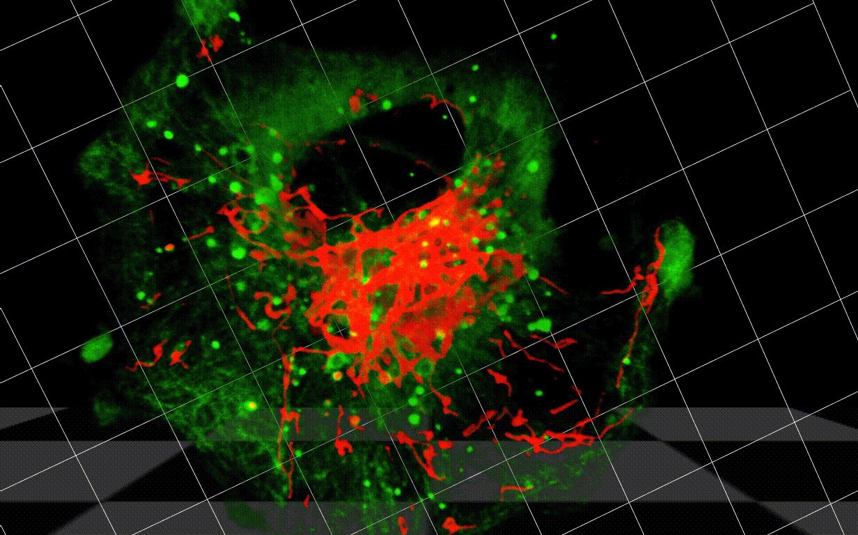 Zu sehen ist ein mitochondriales Netzwerk in rot, umgeben von Autophagosomen in grün.