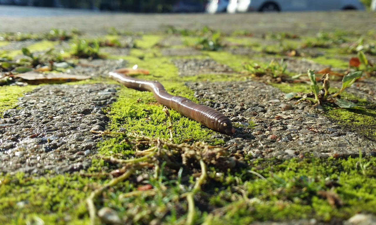 Für eine Fortsetzungsstudie wurden Regenwürmer Cadmiumbelastungen ausgesetzt.