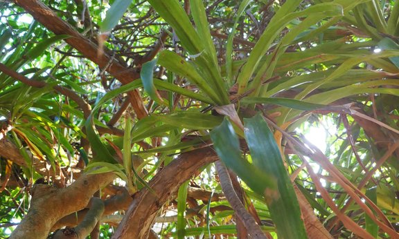 Drachenbaum Dracaena cambodiana