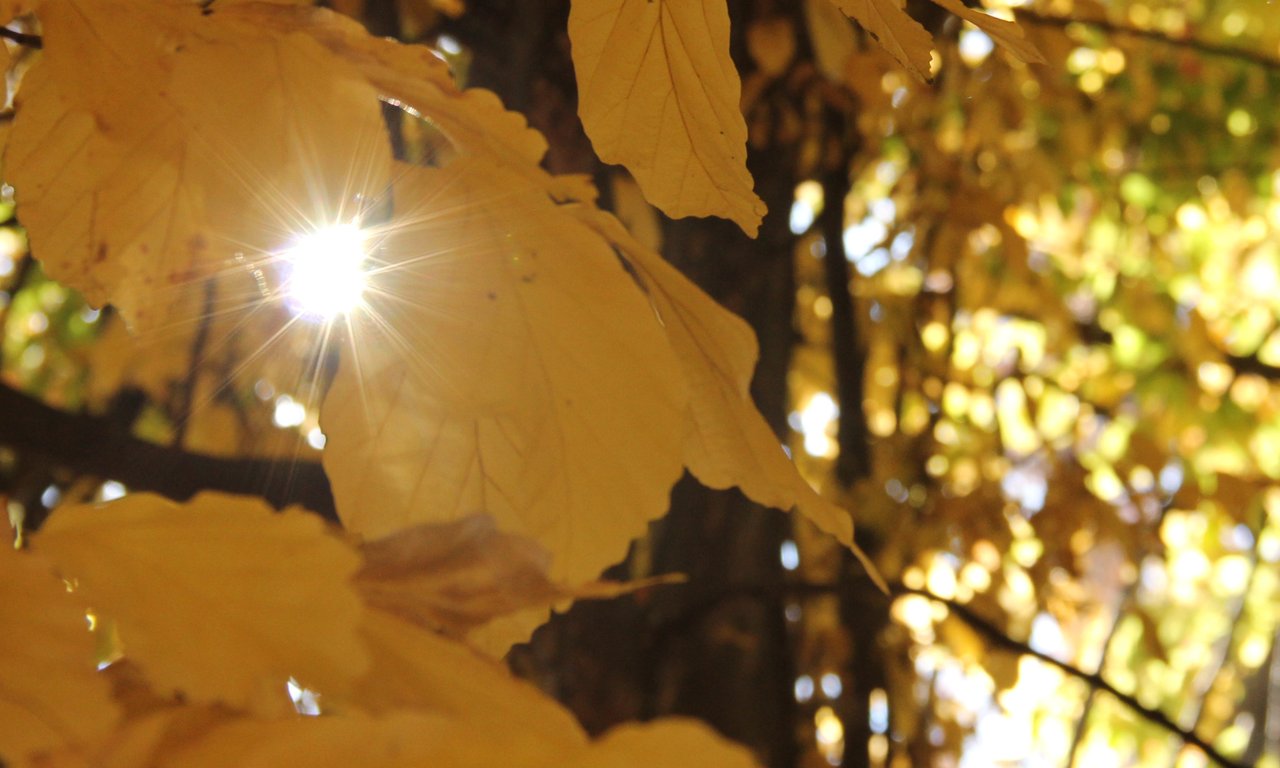 Herbstbild