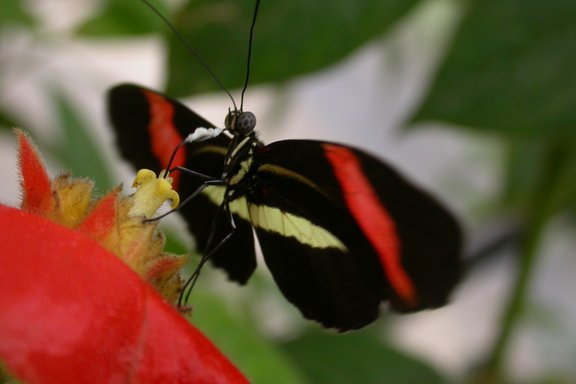 Schmetterling mit roten Streifen sitzt auf einer Blüte