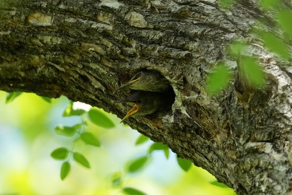 Zwei Stare aus einer Baumhöhle schauend
