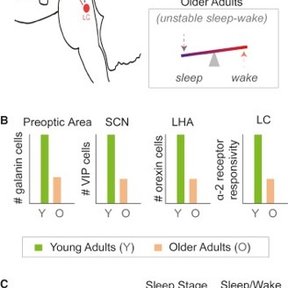 sleep-wake regulation in aging