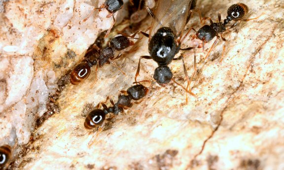Die alpine Ameisenart T. alpestre