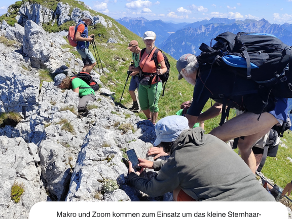 Makro und Zoom kommen zum Einsatz um das kleine Sternhaar-Felsenblümchen (Draba stellata) am Tamischbachturm in Szene zu setzen