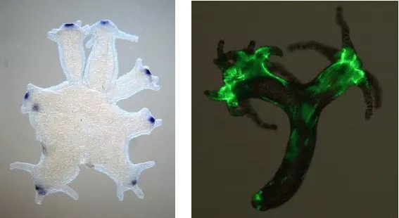 multiheaded Polyps after regeneration