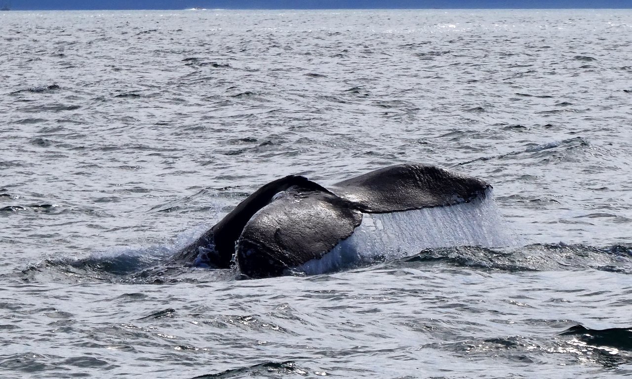 Fluke (Schwanzflosse) eines Wals im offenen Meer.