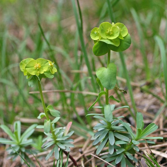 Rock Spurge (Euphorbia saxatilis) Niederösterreich, Piestingtal