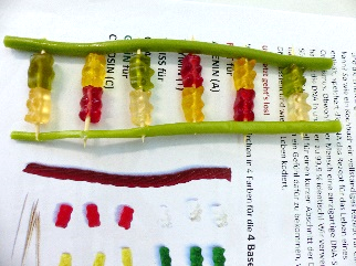 DNA aus Gummibärchen