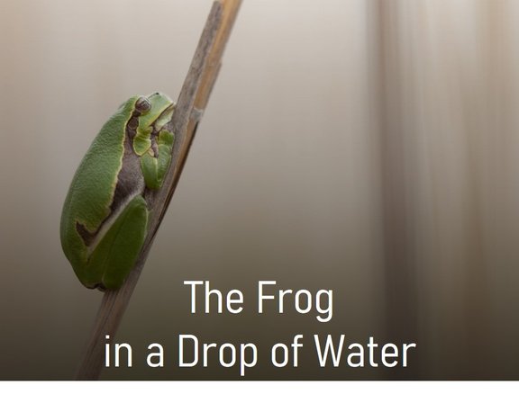 Project_Frog_in_a_water_drop