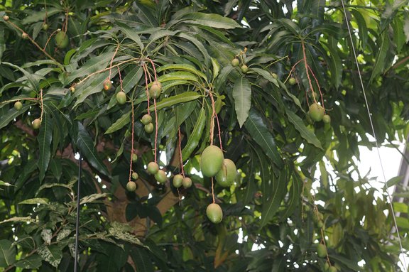Mangifera indica, Mangobaum
