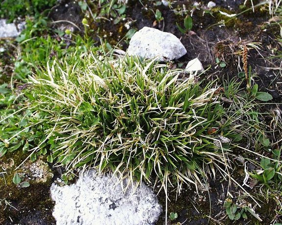 Polstersegge (Carex firma)