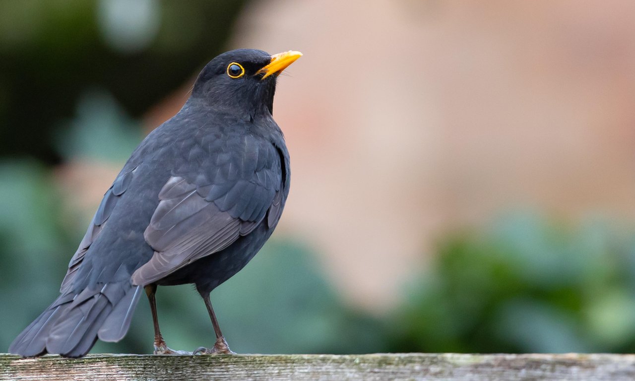 ein Amsel